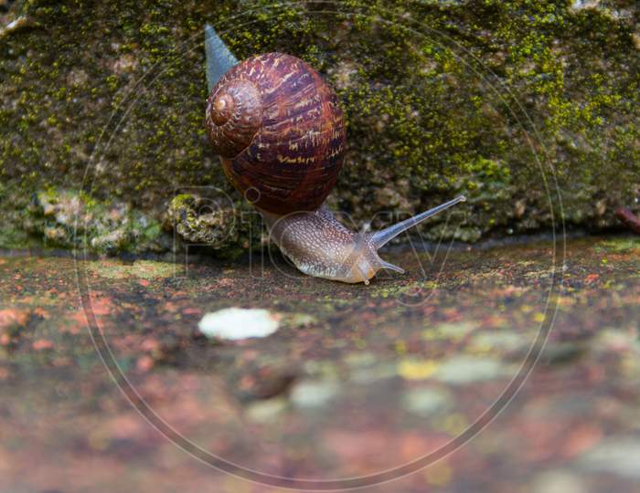 The Snail Sliding Down The Ancient Bricks