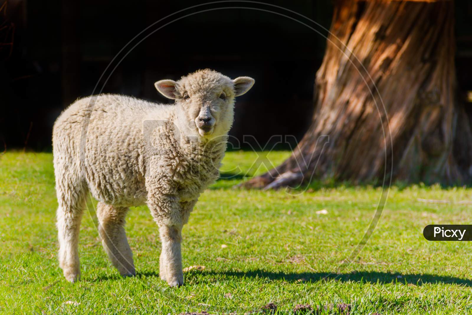 Portrait Of Lamb In The Field With Black Background