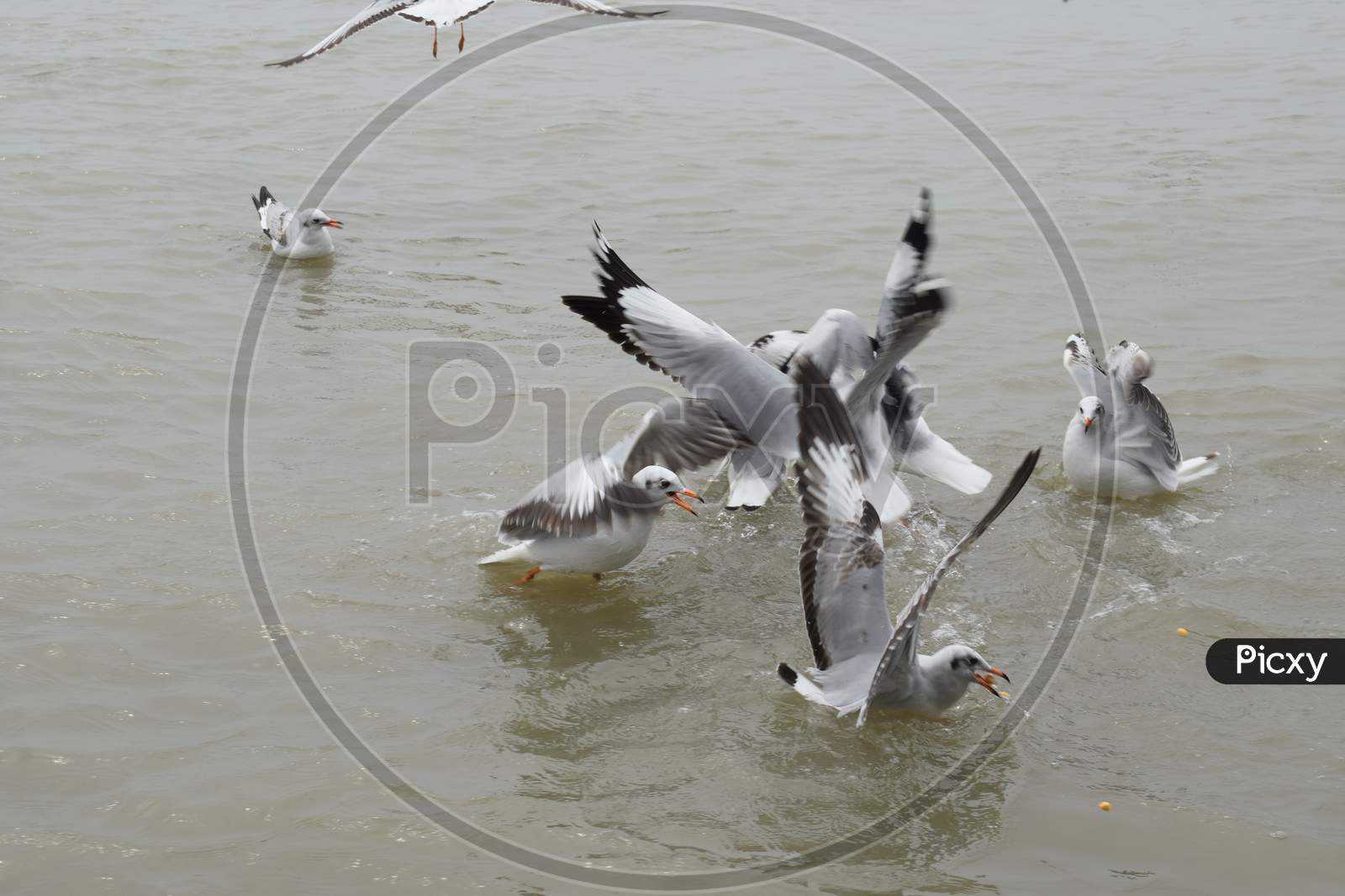 Seagull Birds Flying At Gangasagar