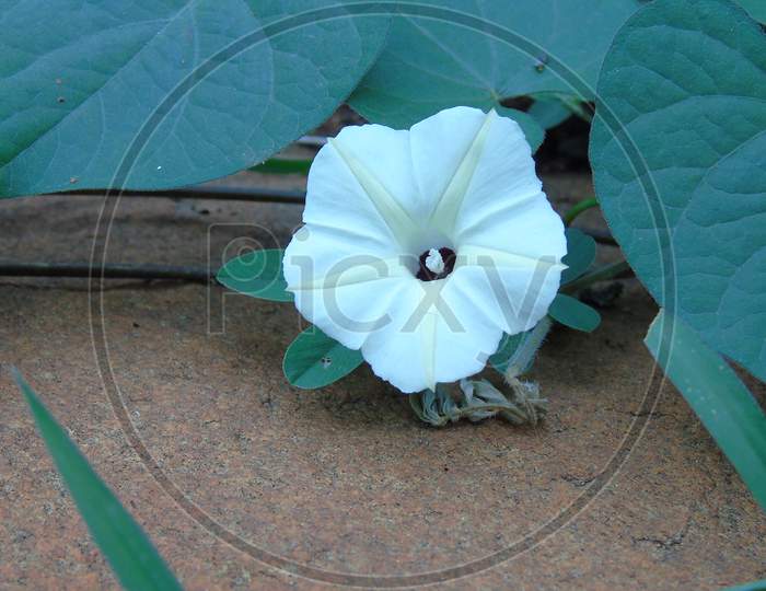 White flower on green plant