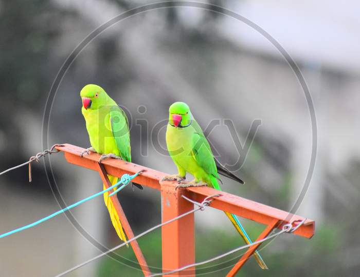 Indian ringneck parrots
