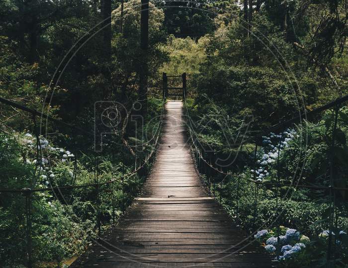 Hanging bridge in the evergreen tropical forest surrounded by green forest trees.