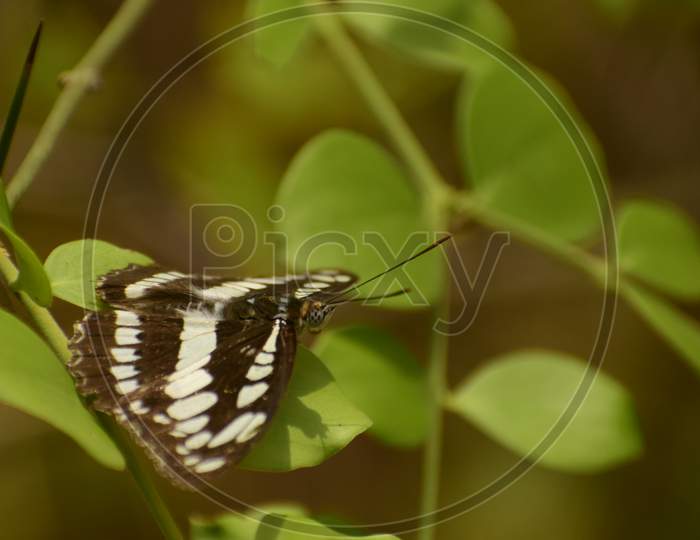 Stunning Picture Of Common Sergeant ( Athyma Perius) Butterfly Sitting On Leaf.