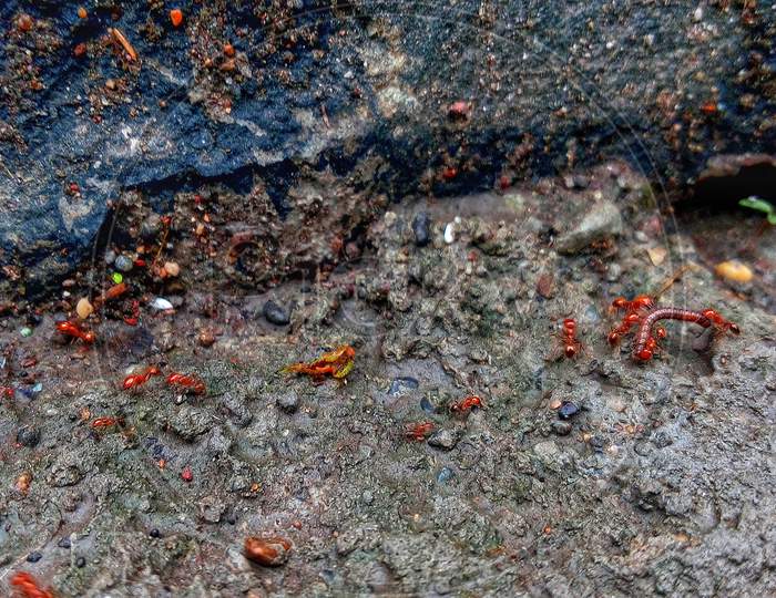 RED Ants in a rainy day