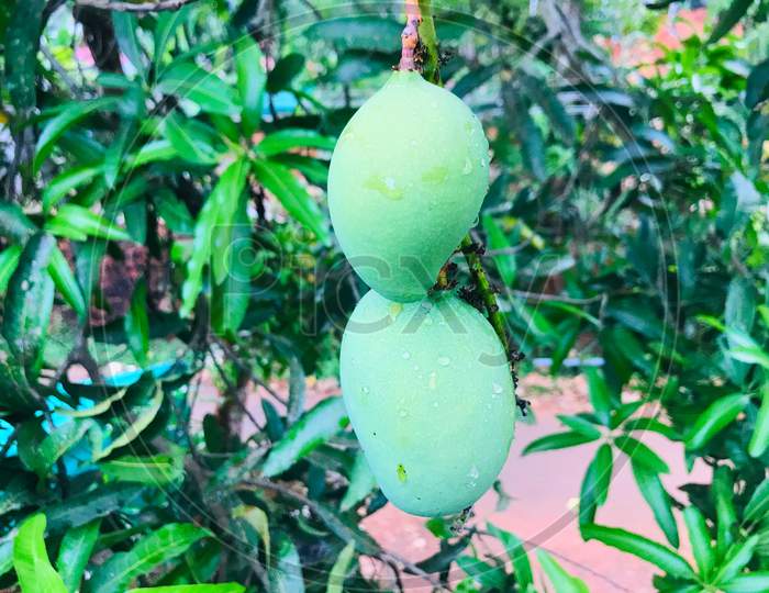 Green mangoes on tree isolated