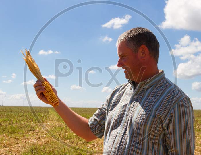 Country Man In The Stubble Of The Corn Crop