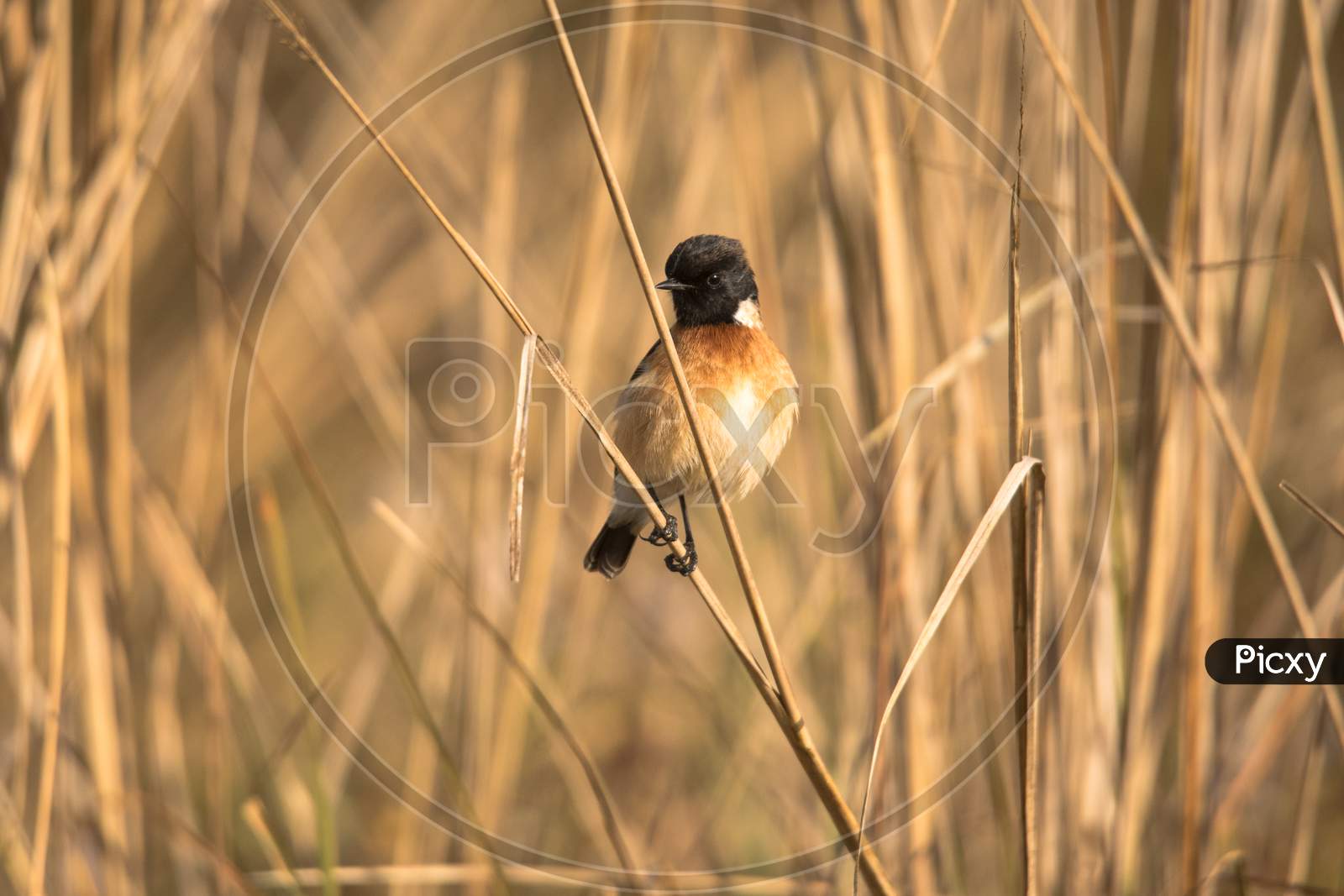 Siberian Stonechat perched on a branch.