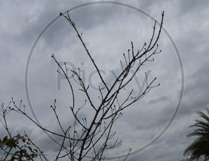 Dead tree on cloudy sky