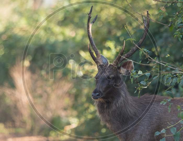 Close Up Of Sambar Deer With Background Blur.