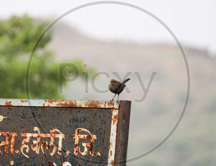 Local birds in Maharashtra