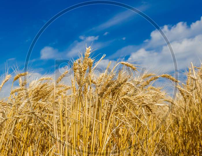 Golden Wheat Plantation In The Summer With Blue Sky