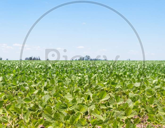 Soybean Plantation In The Summer In The Argentine Pampa