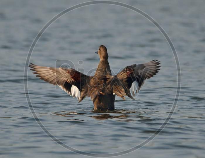 gadwall duck in a lake