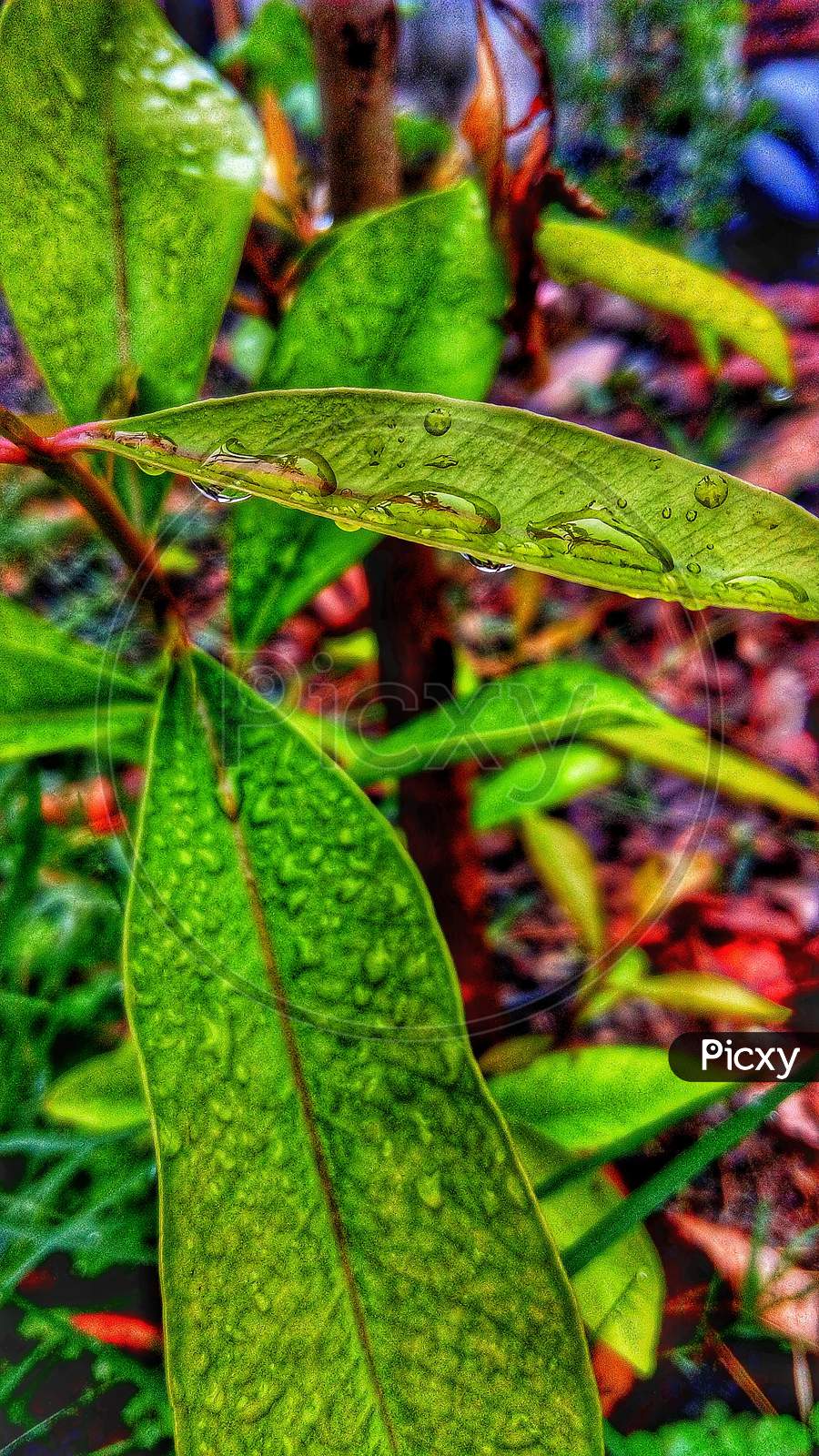 Rain droplets on plants leaf