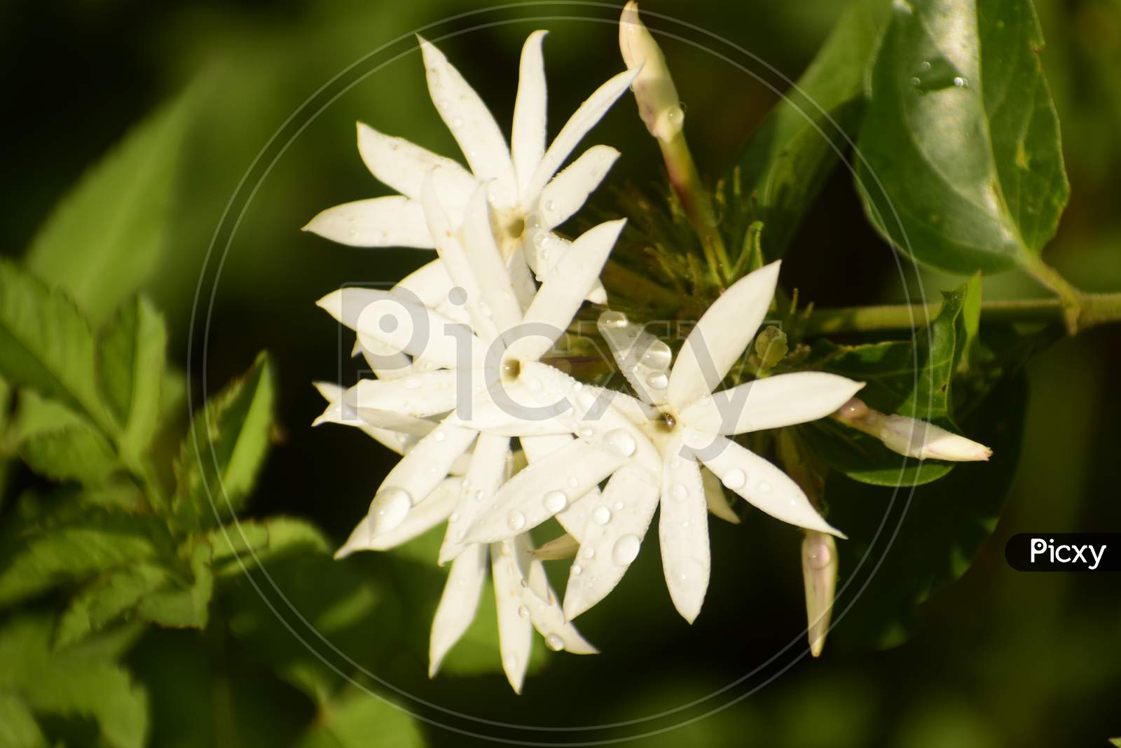Amazing Photograph Of White Wild Flowers.