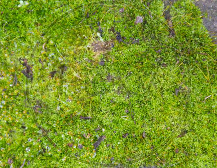 Background With Green Moss Texture With Raindrops