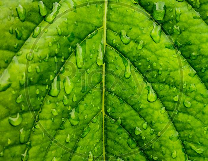 Water Drops On Green Leaf Texture Background