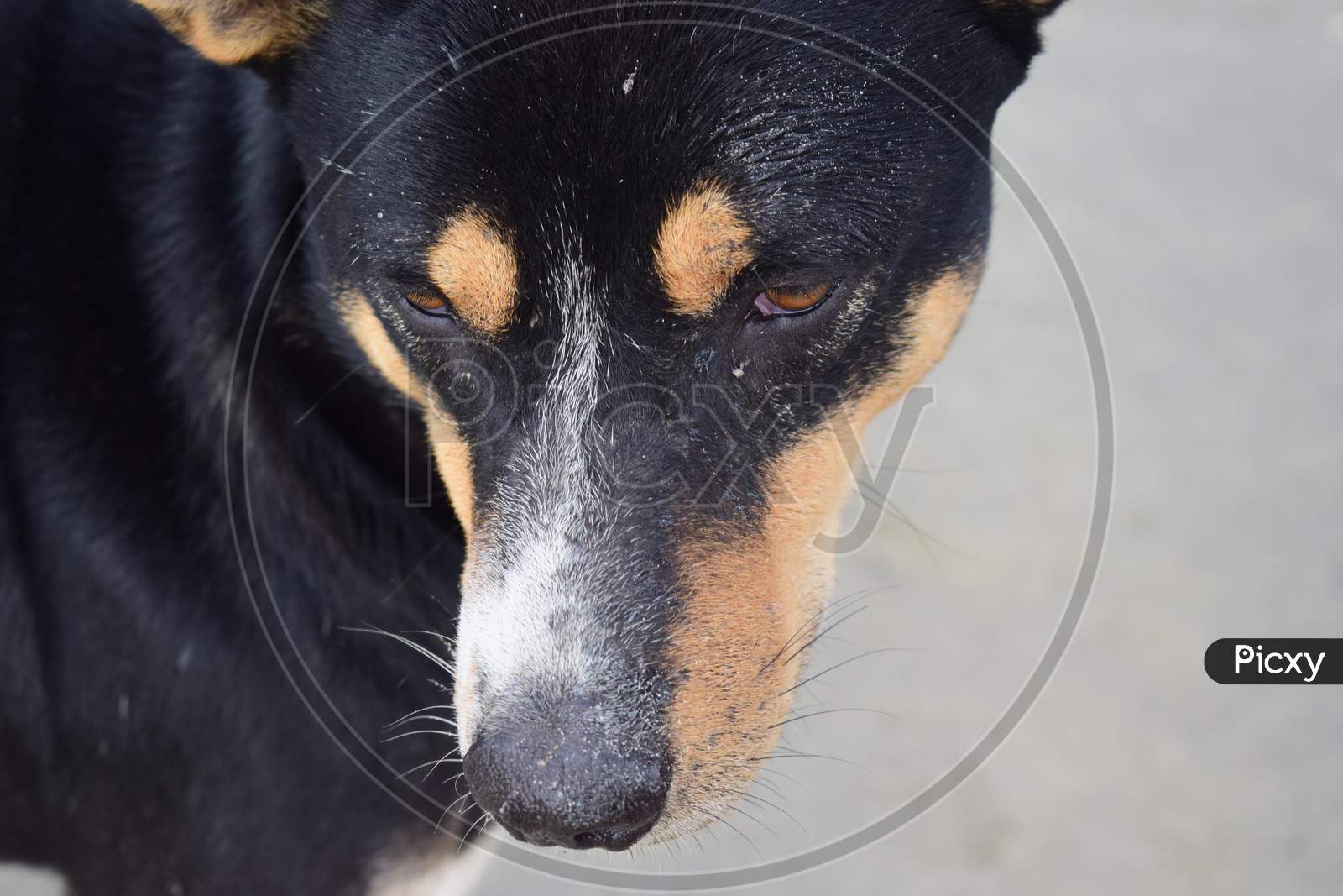 Closeup Innocent Face Of A Dog