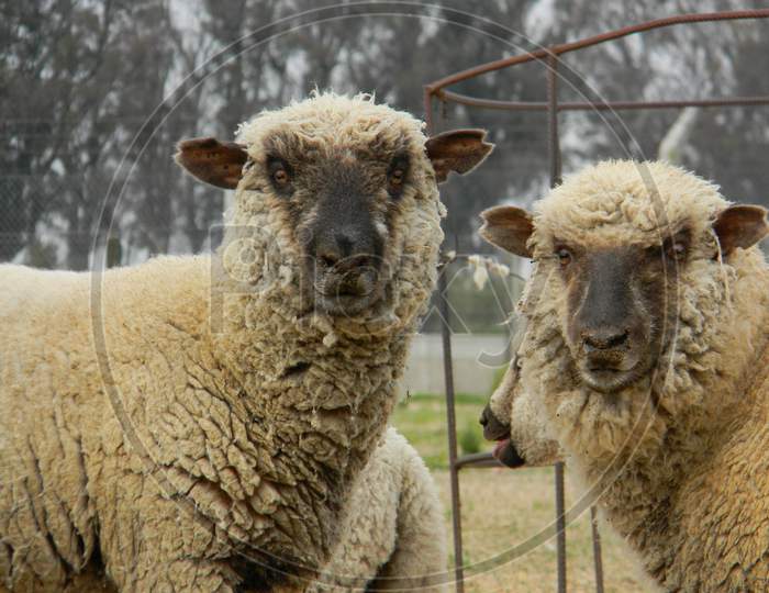 Sheep Farm In Pampas Argentina, Province Of Santa Fe