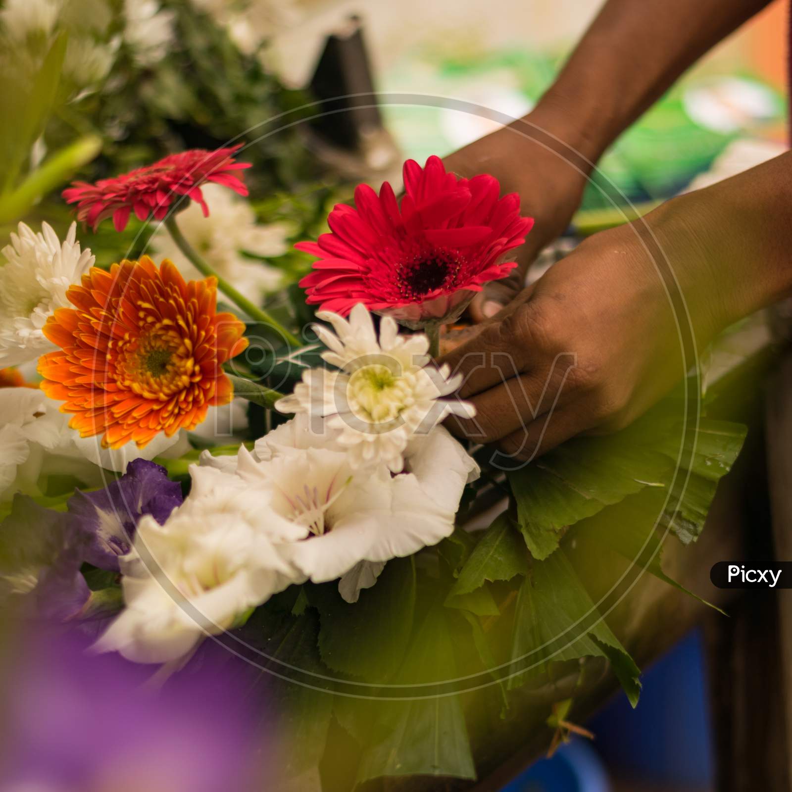 Flower Seller Is Making Flower A Bouquet With Red And Orange Color Gerbera And White Dahlia Flower