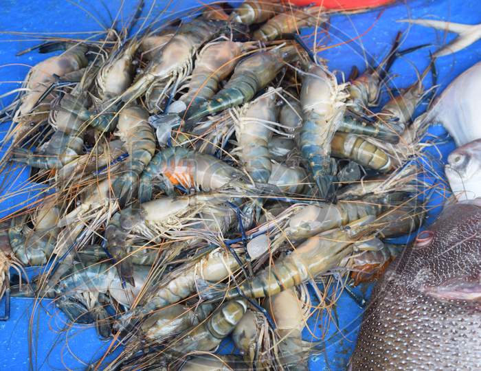 Indian Prawn Selling In Market At Digha, West Bengal