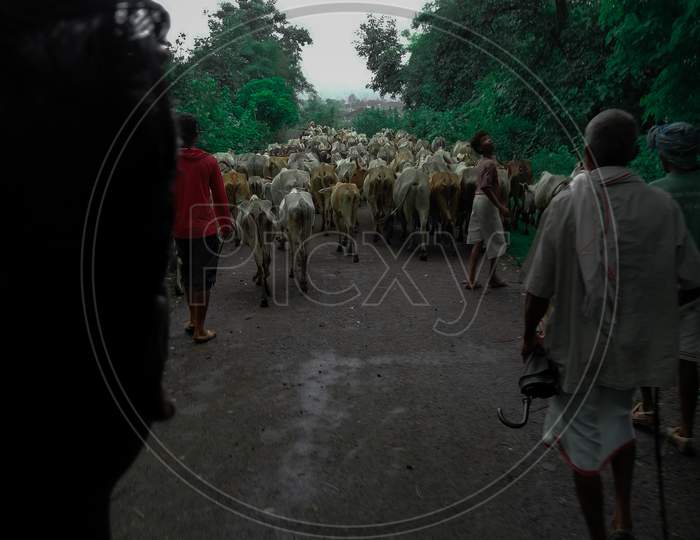 Village lifestyle. Groups of cow's on roads