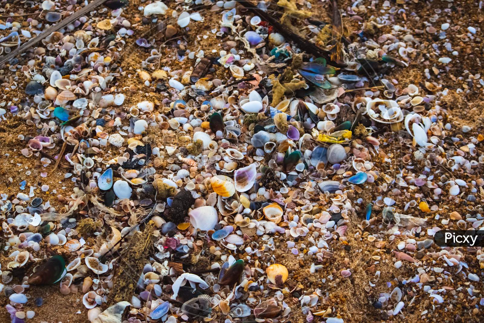 Small Shells And Garbage Pollution On The Beach Near Chennai. View Of Beach Covered With Different Sea Shells. Selective Focus. Many Small Shells Close-Up Lying On The Beach On A Summer Day