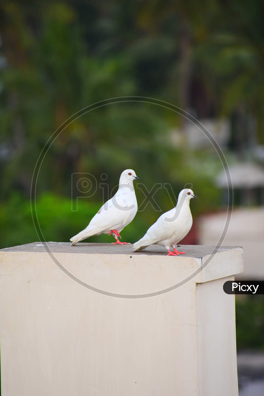 pigeon pair