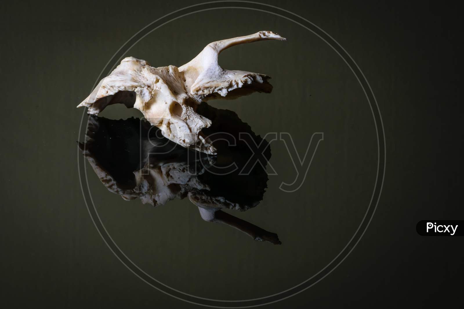 Isolated Human Left Sided Temporal Bone Of Skull On A Dark Background.Lateral View