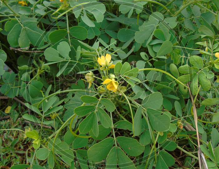 small yellow flower in green plant