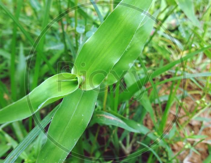 Green grass wildplant closeup Photography background