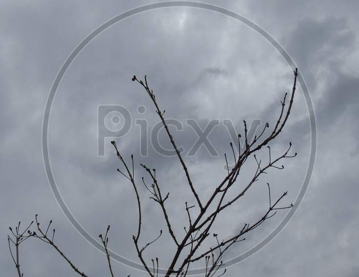 Dead tree on cloudy sky