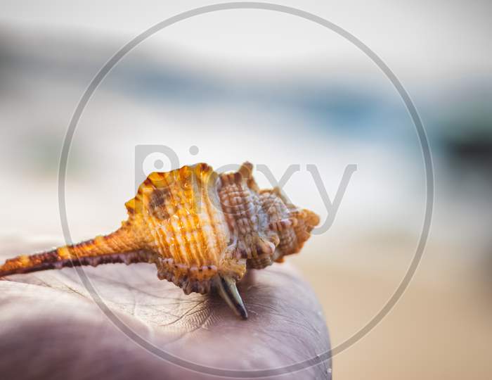 Seashell In The Human Hand On The Background Of Beach And Sea - (Shallow Dof). Beach With Conch Seashell Under Blue Sky At Sunrise. Single Shell On Hand .