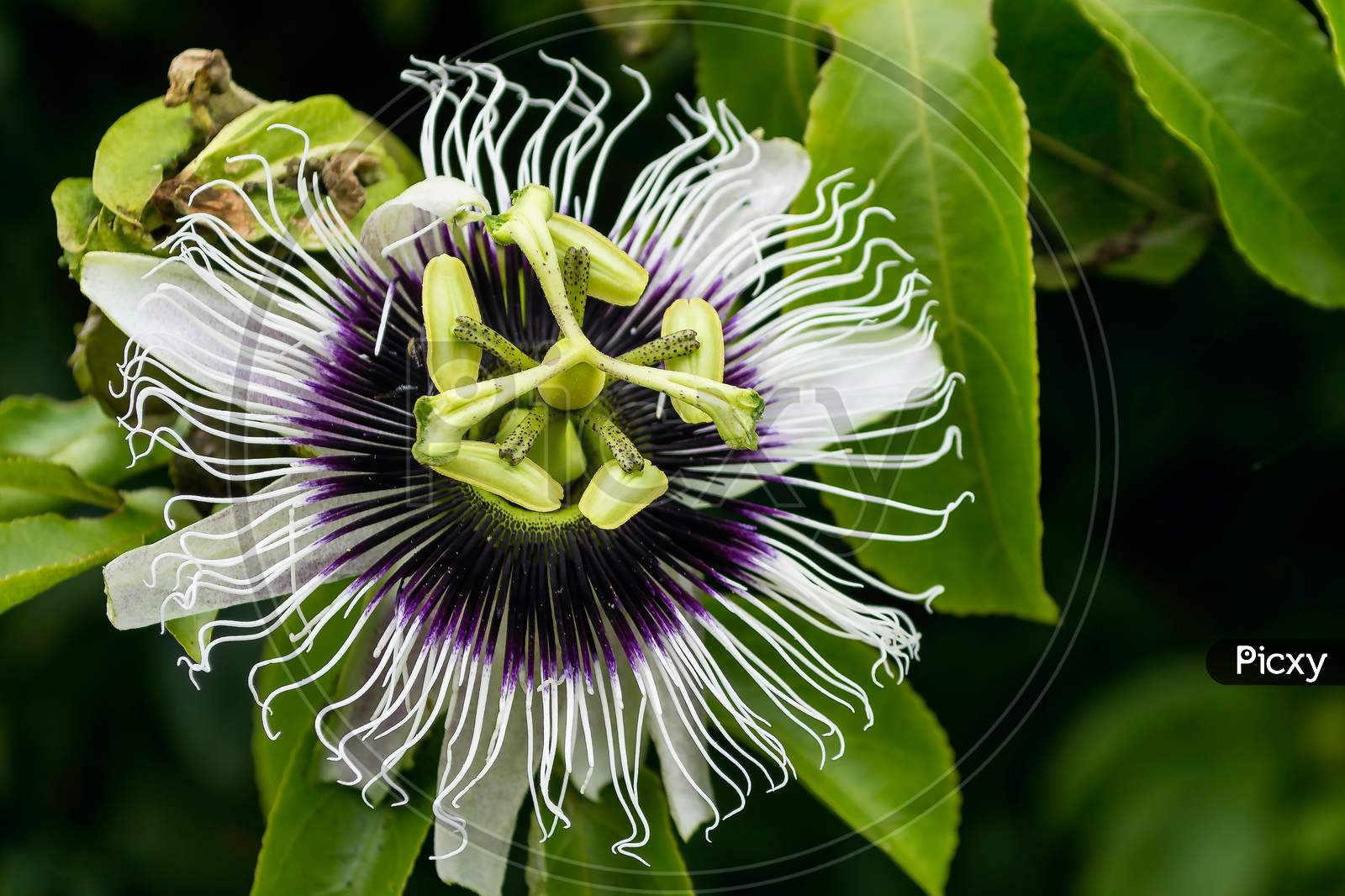 Perfect close up of a passion fruit flower with green leafs background.