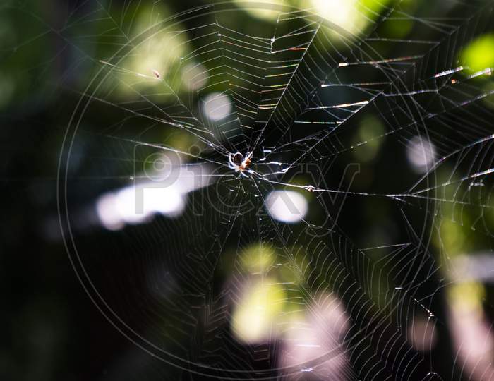 Spider Web Isolated In Garden