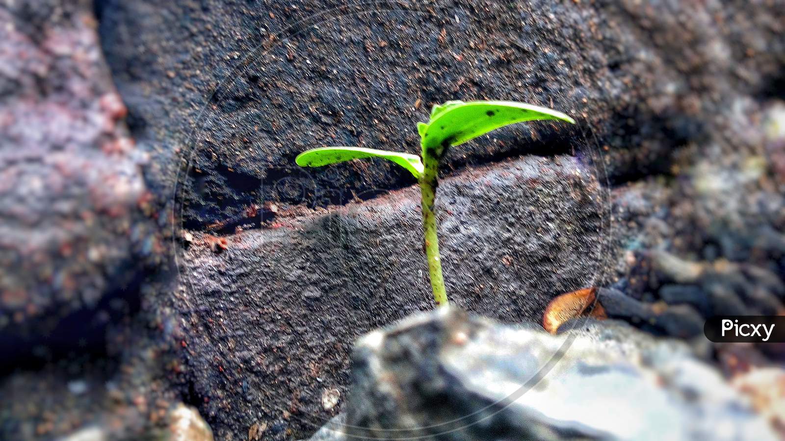 Small plant in rainy season