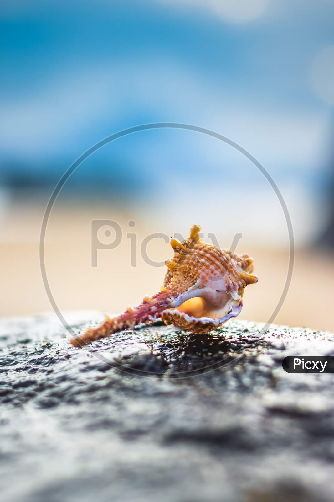Seashell In The Beach Rock On The Background Of Beach And Sea - (Shallow Dof). Beach With Conch Seashell Under Blue Sky At Sunrise. Single Shell On Beach Seascape.