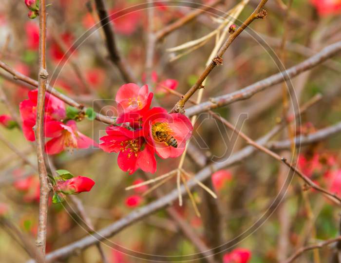 Flowers Of The Garden Quince Bloomed In Spring