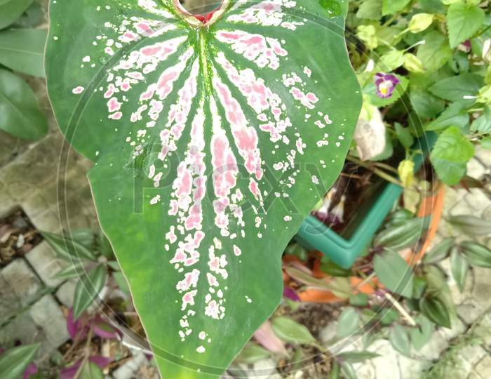 Designed leaf plant