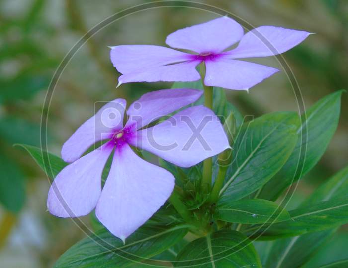 Madagascar periwinkle flower