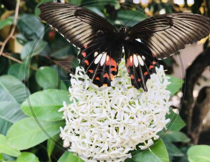 A black butterfly sitting in the white flower