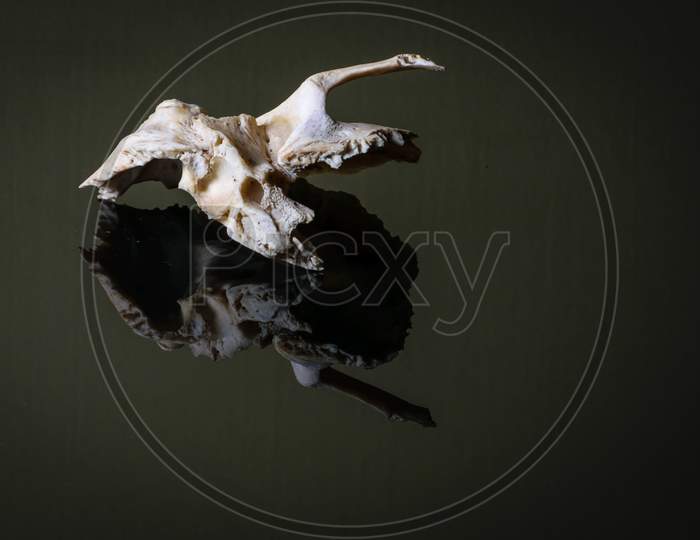 Isolated Human Left Sided Temporal Bone Of Skull On A Dark Background.Lateral View