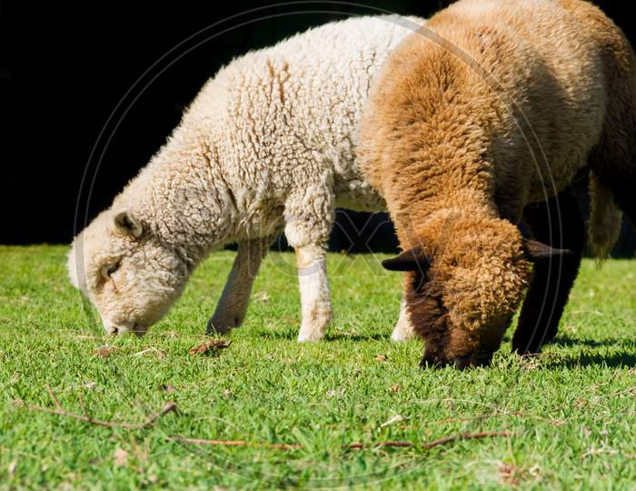 Two White And Black Sheep Grazing