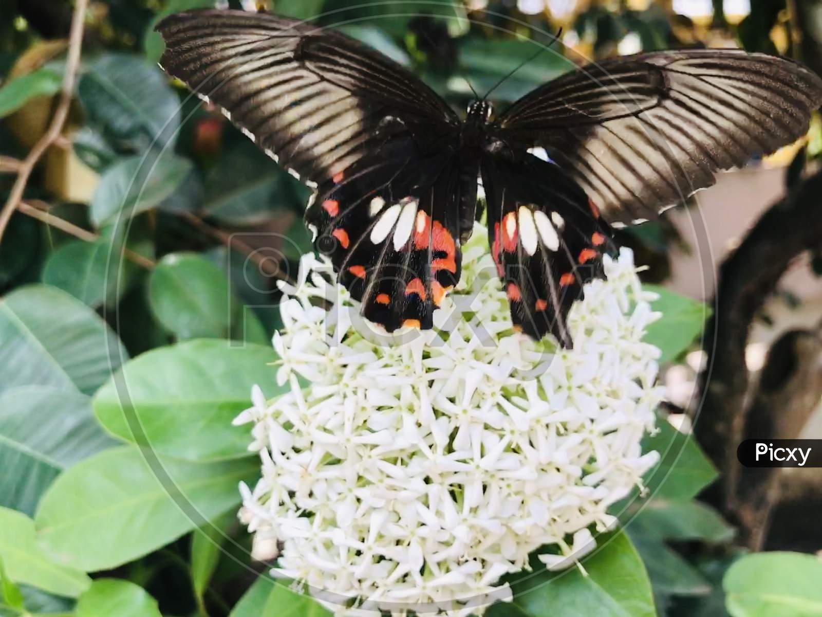 A black butterfly sitting in the white flower