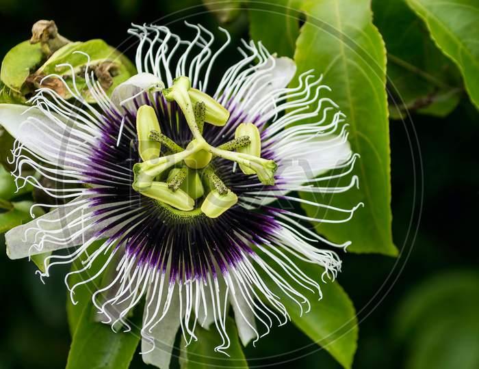 Perfect close up of a passion fruit flower with green leafs background.