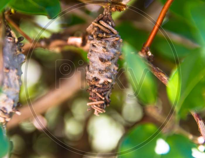Butterfly Worm Pupa Oiketicus Kirbyi In Summer