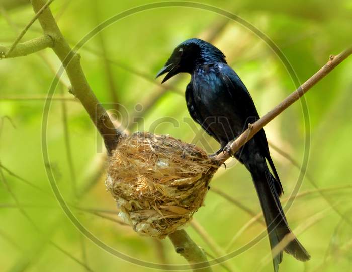 bronze drongo bird in nest