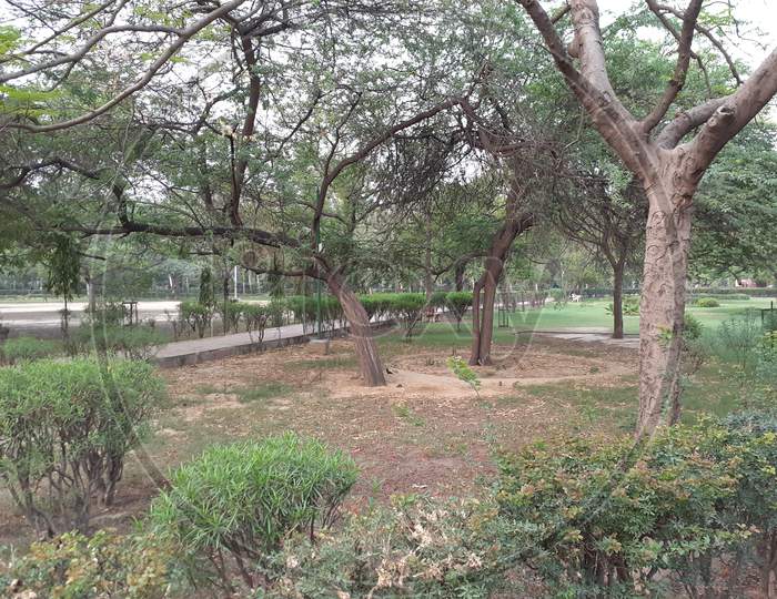 Many Trees and Plants in a Park