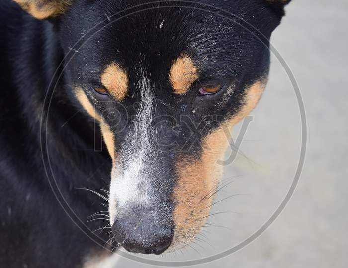 Closeup Innocent Face Of A Dog