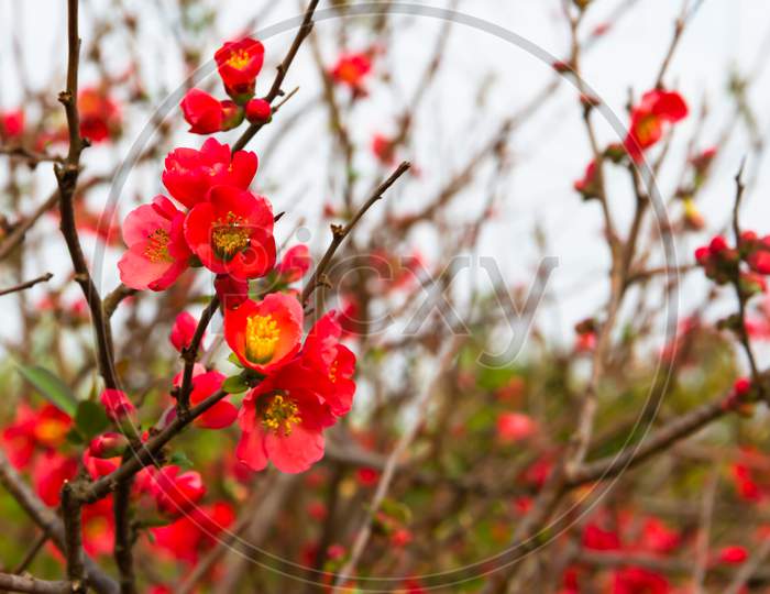 Flowers Of The Garden Quince Bloomed In Spring